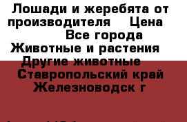 Лошади и жеребята от производителя. › Цена ­ 120 - Все города Животные и растения » Другие животные   . Ставропольский край,Железноводск г.